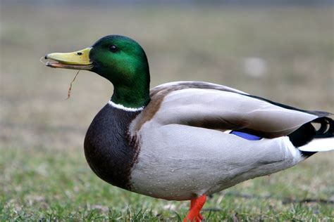 a male duck figgerits